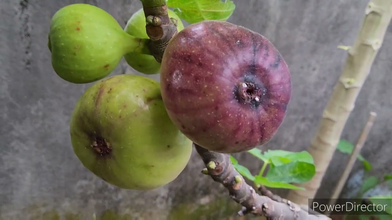 Tin (Fig) Yang Di Tanam Dalam Pasu Sedang Berbuah