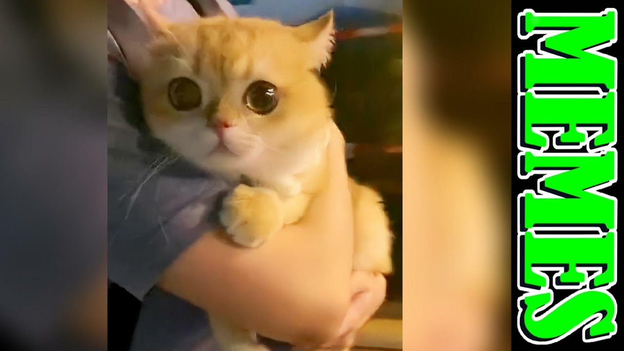 Totally Random Memes Compilation #132