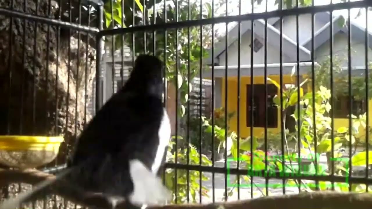 Merawat SUARA KACER agar JERNIH dengan PANCINGAN Kacer FULL Volume