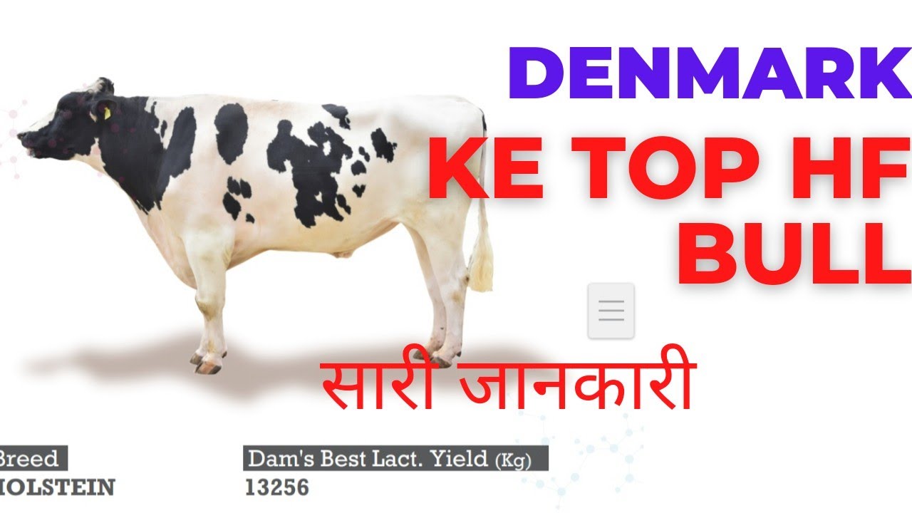 डेनमार्क के top hf bull❗ full detail