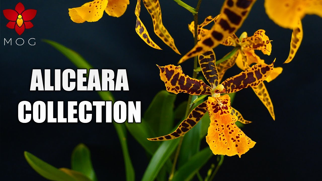 My Miltonia & Aliceara Orchid Plants collection - Favorite Intergenerics!