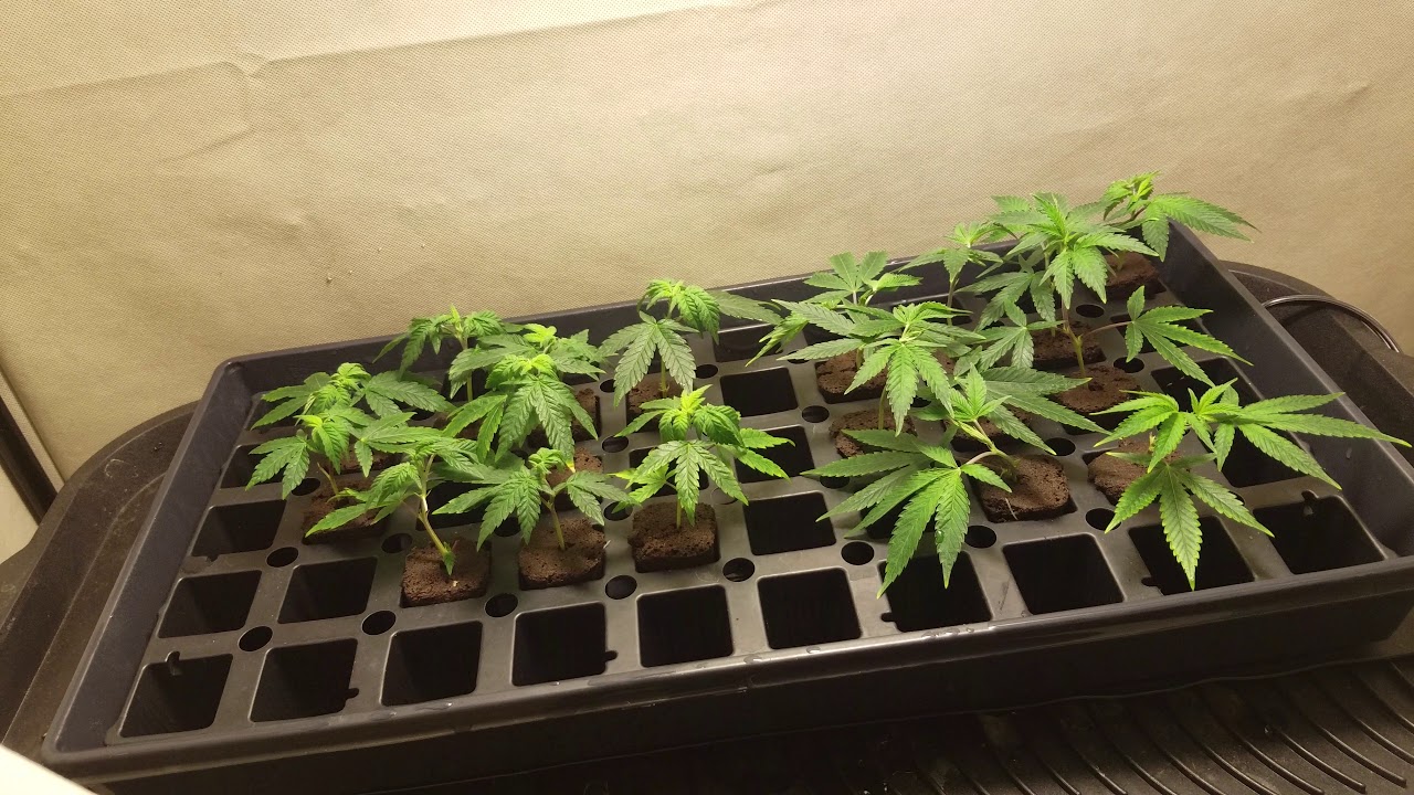 Cloning With Rapid Rooter cloning pods