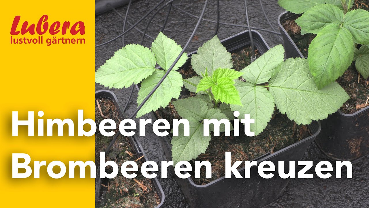 Himbeer-Brombeer-Hybriden: Wie man Himbeeren mit Brombeeren kreuzt