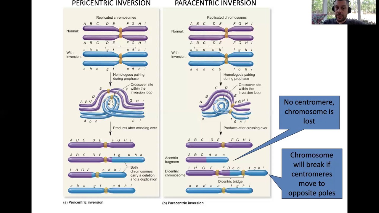 10 Variations in Chromosome Structure and Number II Slides