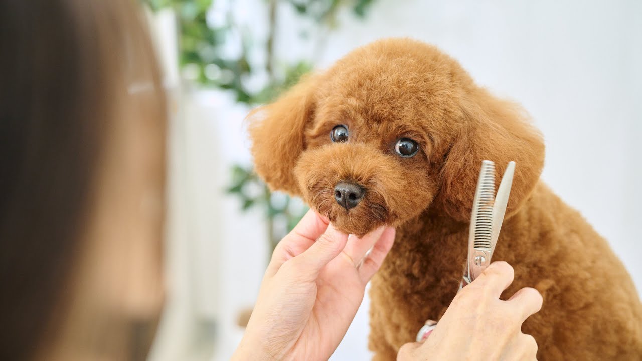 モコモコなトイプードルのトリミング！トリミング中はママたちに会えなくて寂しい。