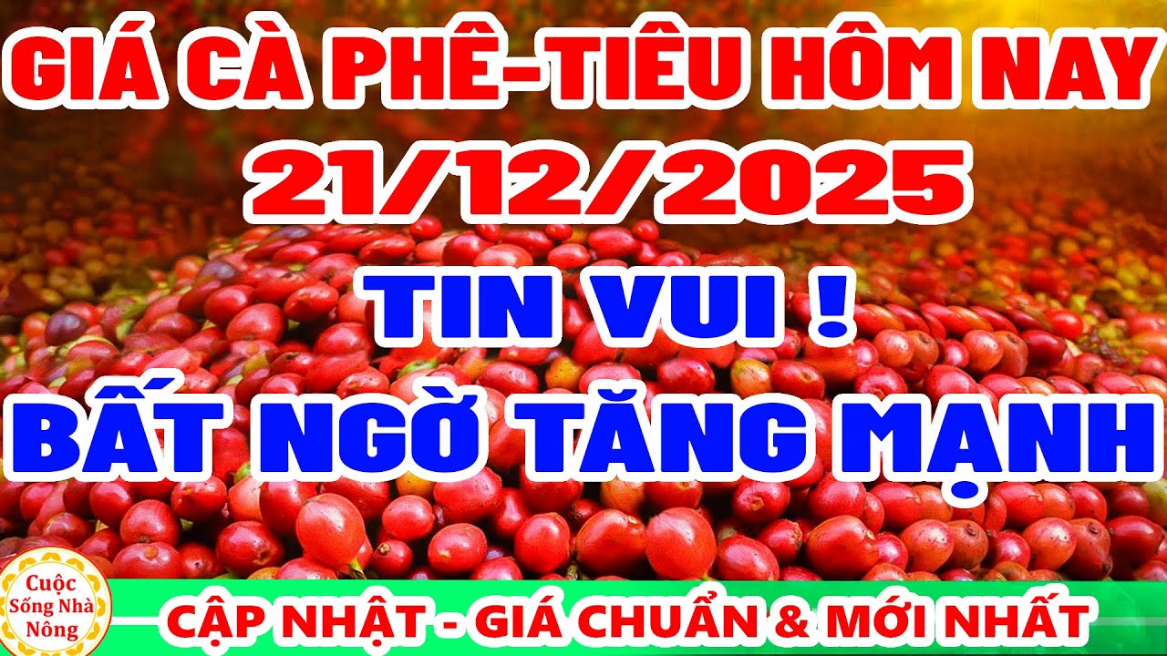 Gi&aacute; c&agrave; ph&ecirc; h&ocirc;m nay ng&agrave;y 21/12/2025 | bất ngờ TĂNG MẠNH - gi&aacute; ti&ecirc;u h&ocirc;m nay
