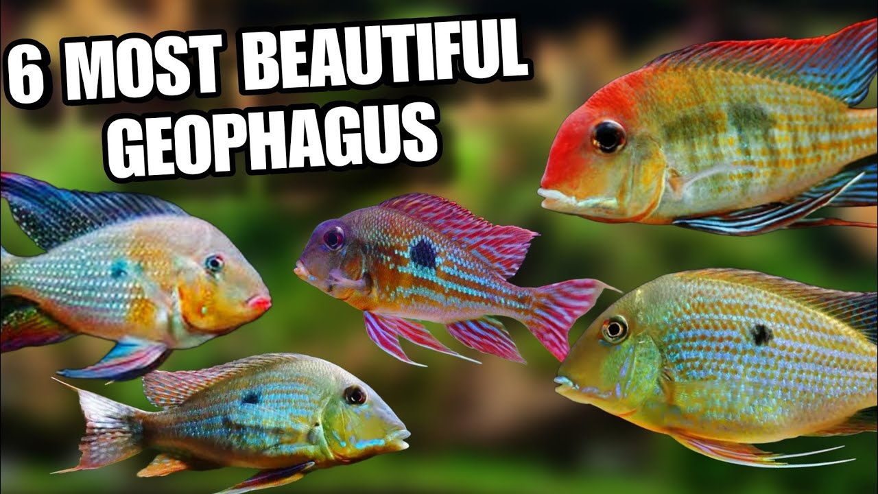 Types Of Geophagus Fish | 6 Different Types Of Geophagus | Types Of Cichlid Fish | Part 2