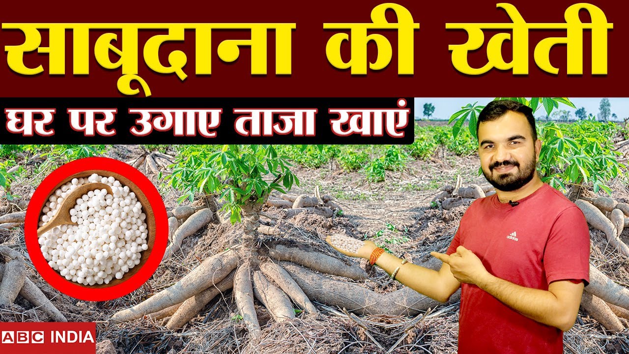 साबूदाना की खेती | sabudana plant |Sabudana ki kheti | How to make sabudana at home | Tapioca plant