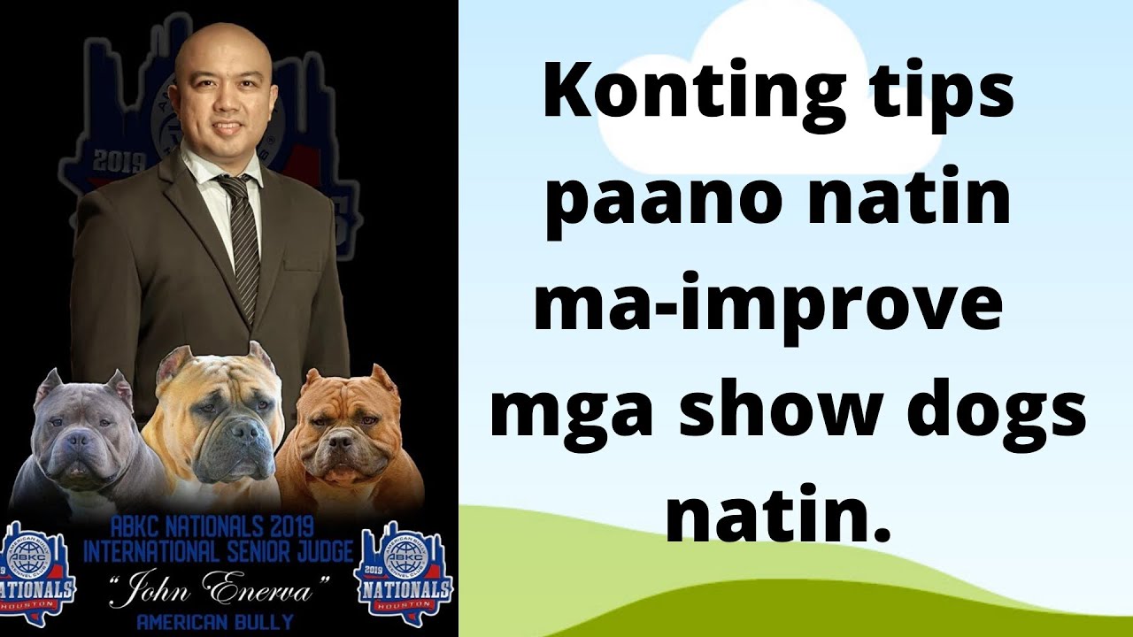 Tips para ma-improve natin American Bully show dogs natin.