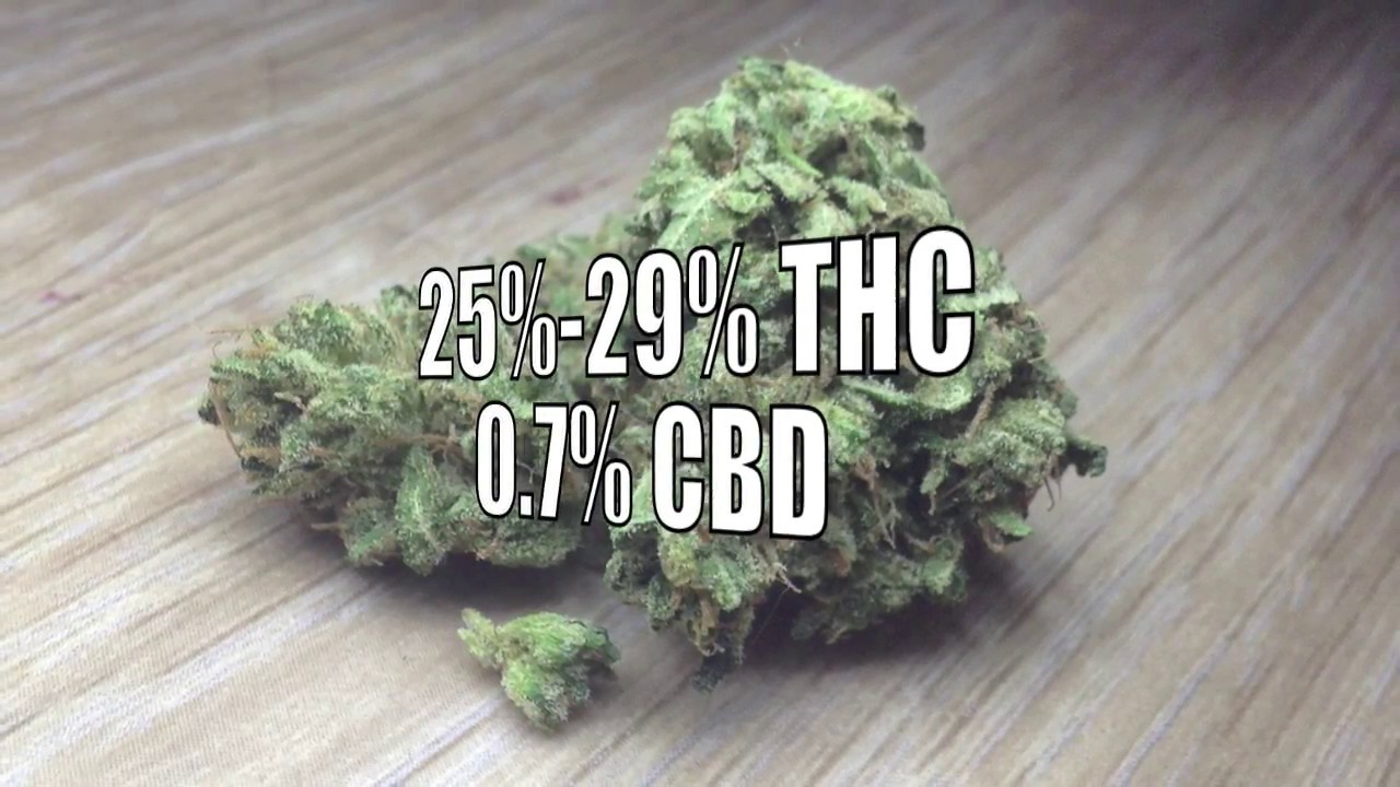 Kosher Kush * Weed * Strain * Review* Cannabis Cup Winner*