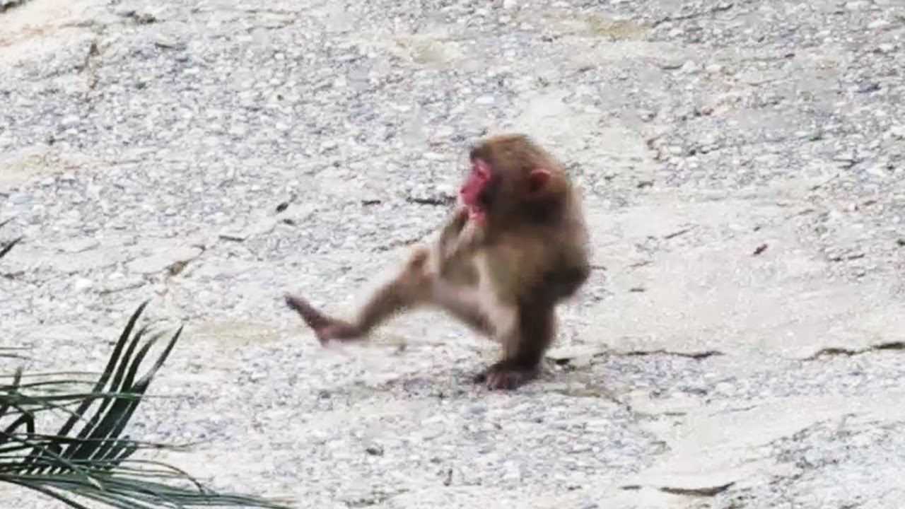 ニーナまみれCovered in Nina葉ッピー動物園1295 淡路島モンキーセンター 兵庫県