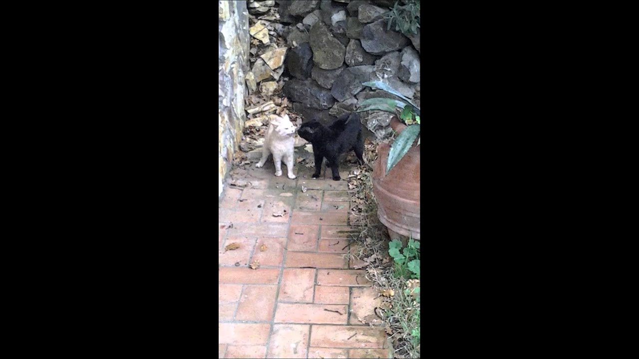 Gatti che litigano male fighting cats
