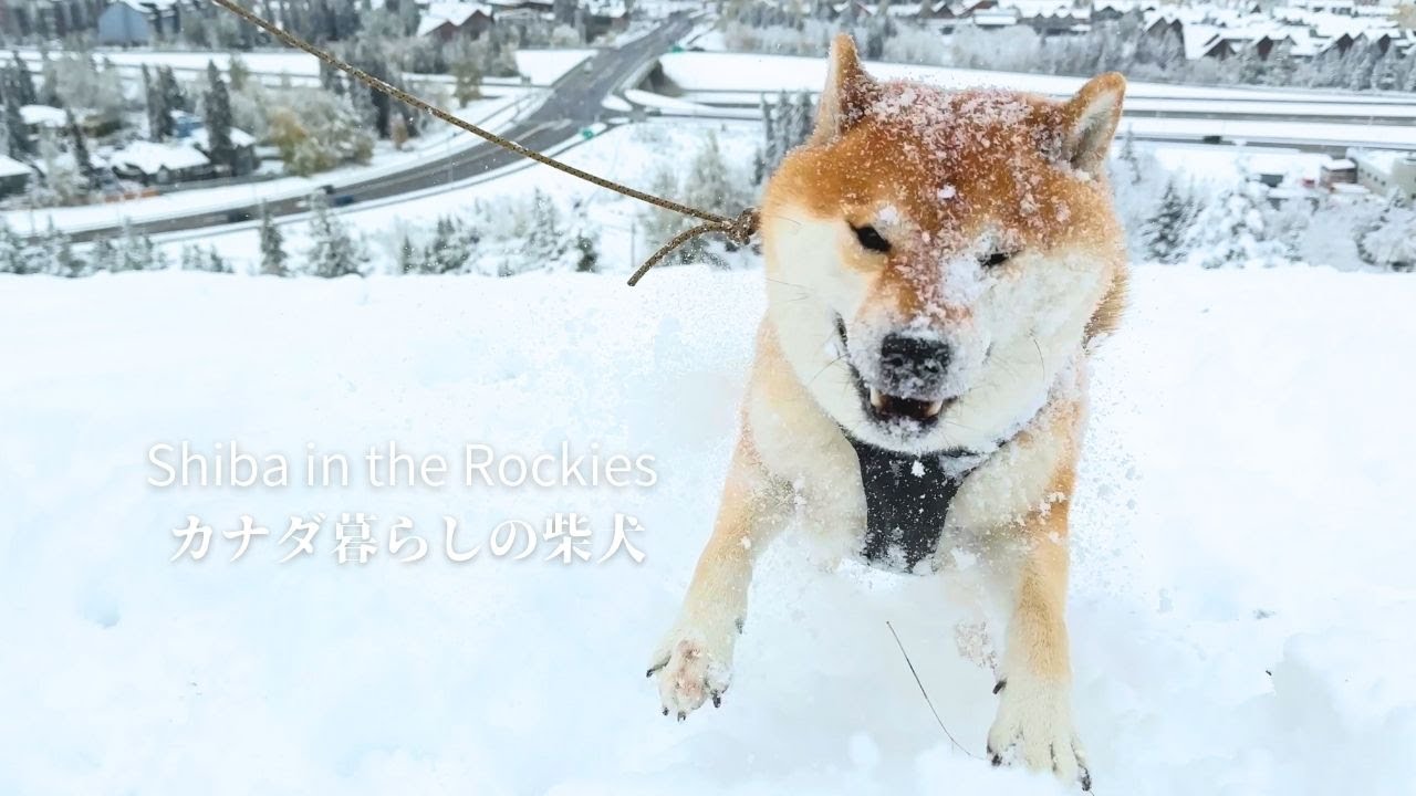 初パウダースノーを浴び過ぎて豹変する揚げパンのような柴犬 [4K]