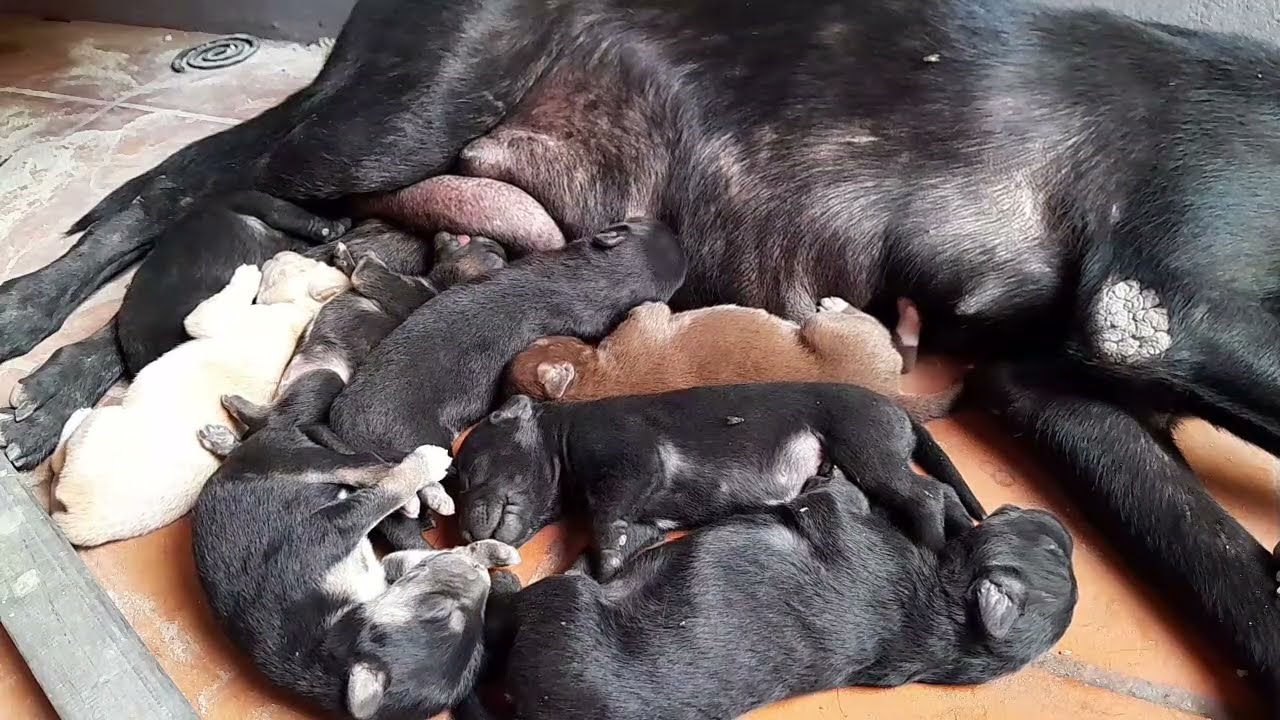 They are so cute the newborn puppies are sleeping 
