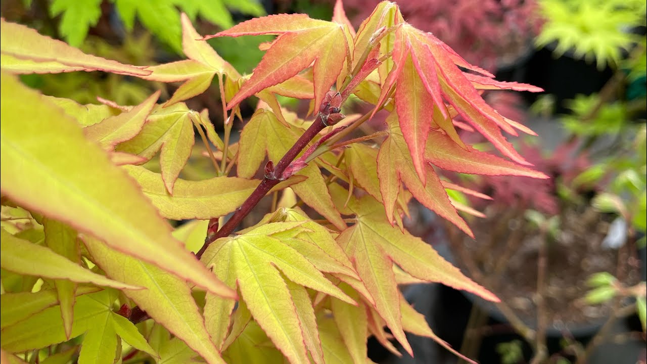 Acer oliverianum cultivars in Texas