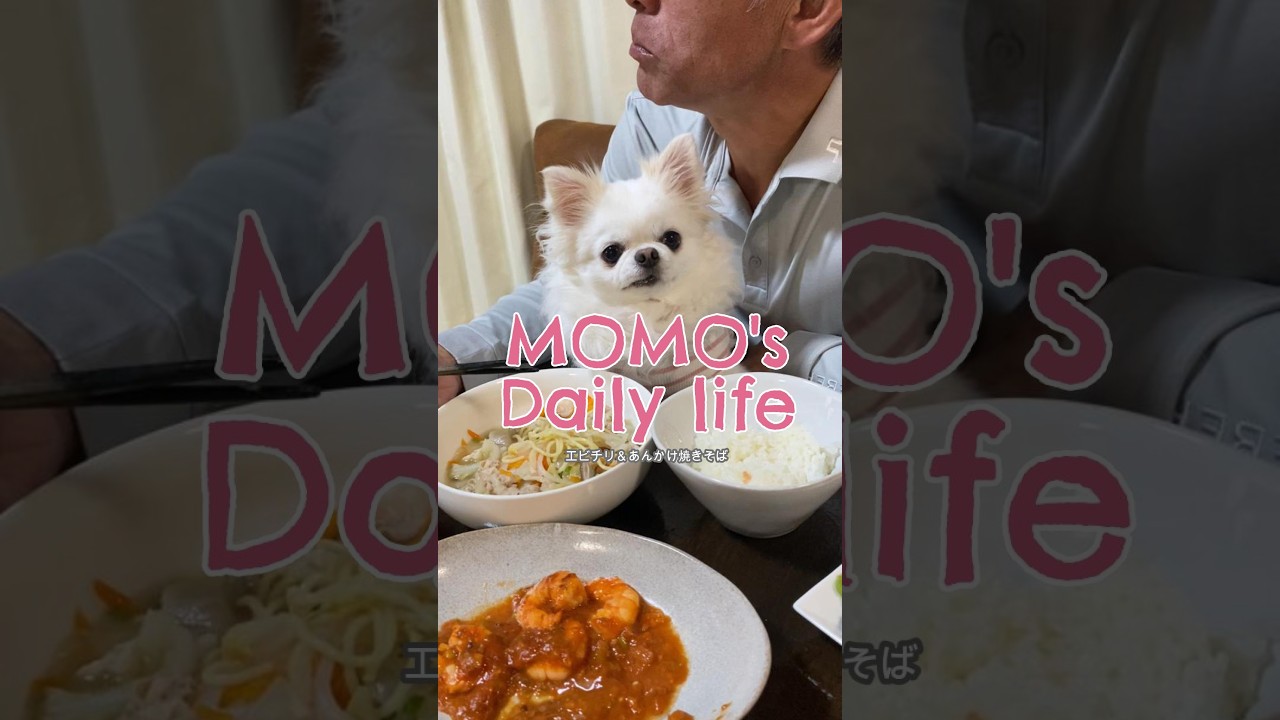 エビチリ＆あんかけ焼きそば【ももちゃんの日常】#pets #チワワ #ももちゃん #食事 @kan.family0530 @kandylife_k2 