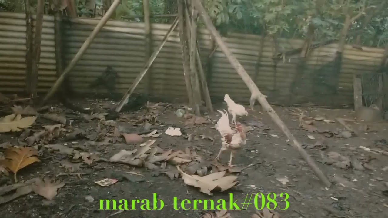 Marab ternak#083(@hermansuherman7736)