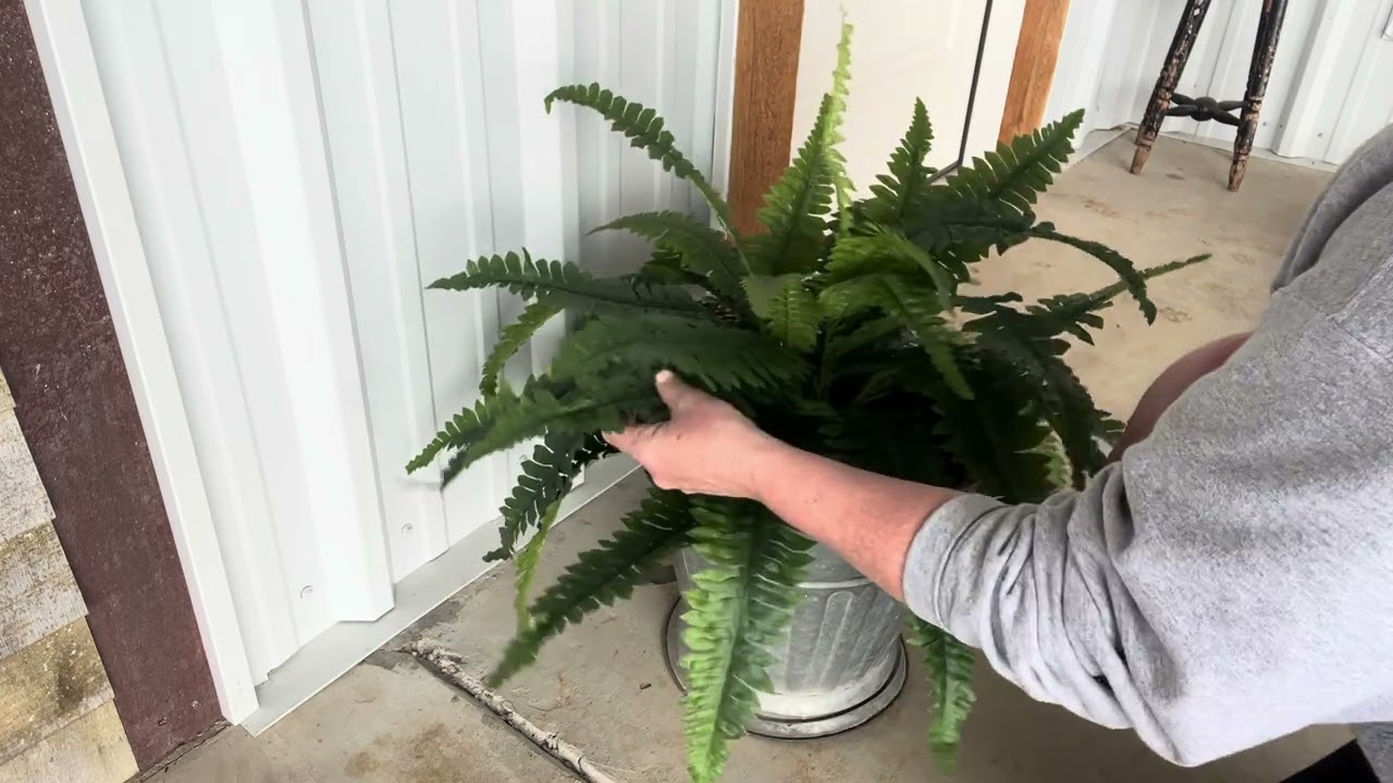 #ad ferns that I got in the mail today! Theses are really good! https://amzn.to/3OR85cx