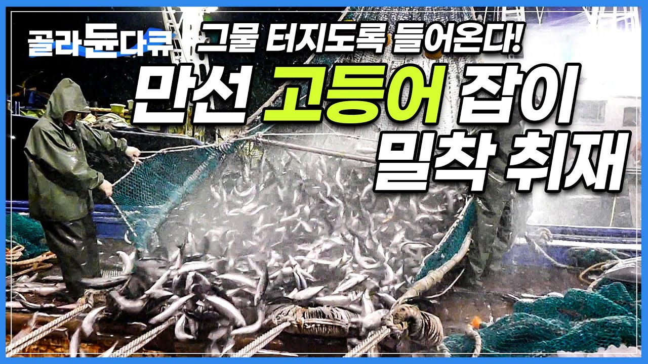 그물 한 번에 수백 톤! 제대로 걸려든 고등어 떼 │선상 고등어회 먹방│만선 고등어잡이 어선 │제주 앞 바다 어부│다큐 프라임│#골라듄다큐