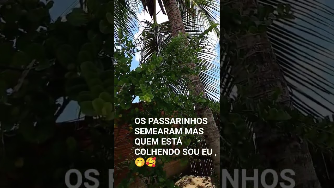 VC CONHECE AJURU?#frut&iacute;fera #frutas #ajuru