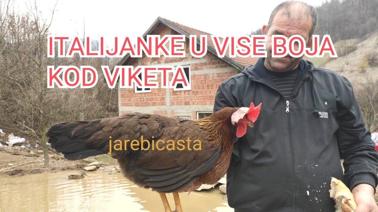 KOKOSKE-cista rasa-ITALIJANKE U VISE BOJA/Zwerg-Italiener/Dwarf Italians