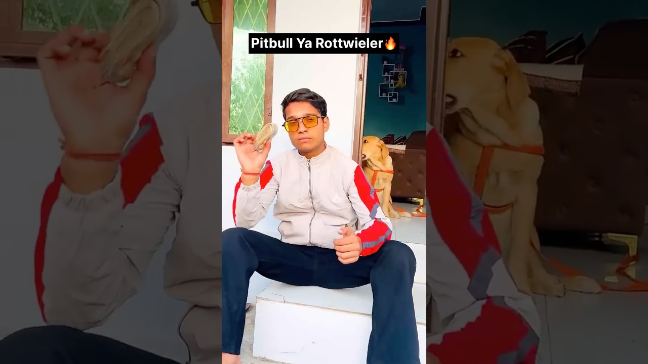 Shadow Ka Dost Pitbull Ya Rottwieler🔥Part~3 