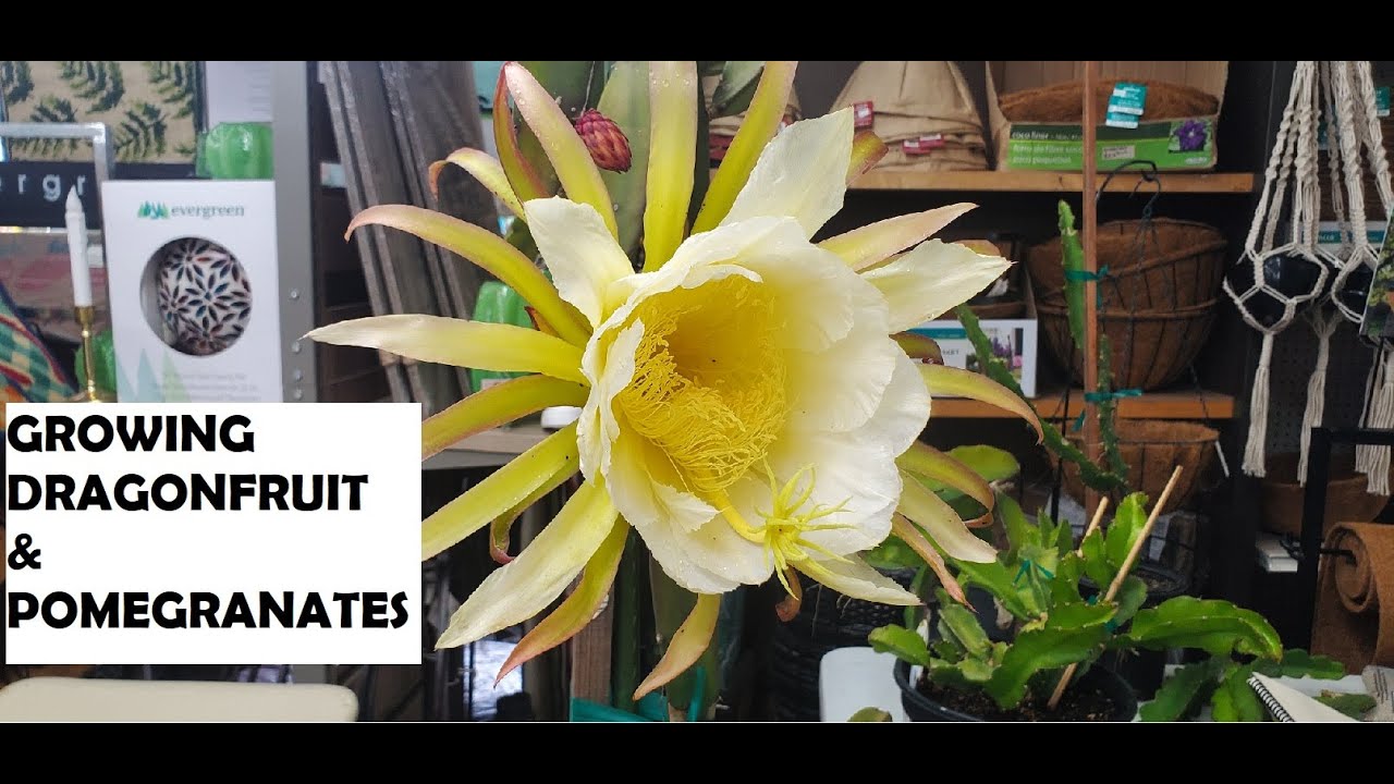 Growing Dragonfruit & Pomegranate