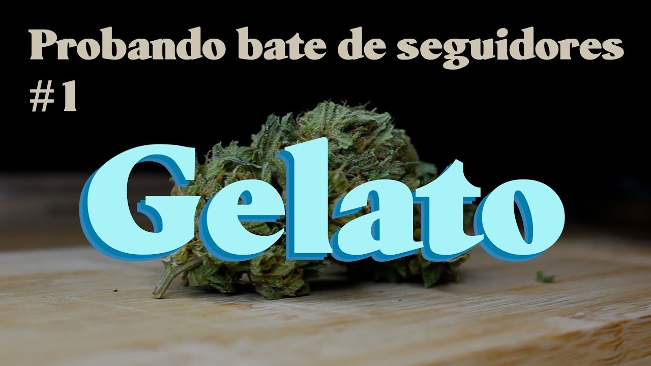 GELATO 🍦 - Probando bate de seguidores #1