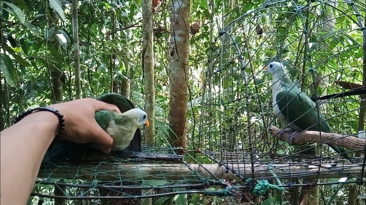 mikat burung pergam paruh kuning‼️satu tempat poin dua ekor