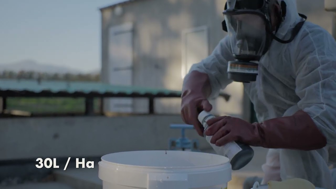 Techniques de biocontrôle de la cératite  dans les clémentiniers de Corse