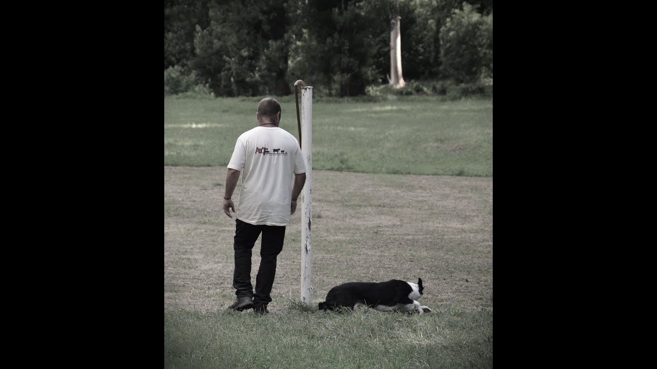 Concours chiens de troupeaux spé border LE CLOS 2022