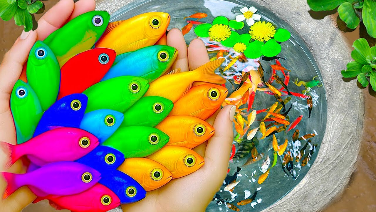 Catch Beautiful Ornamental Fish in Small Pond, Red Rose Guppy, Catfish, Carp, Turtle, Discus Fish
