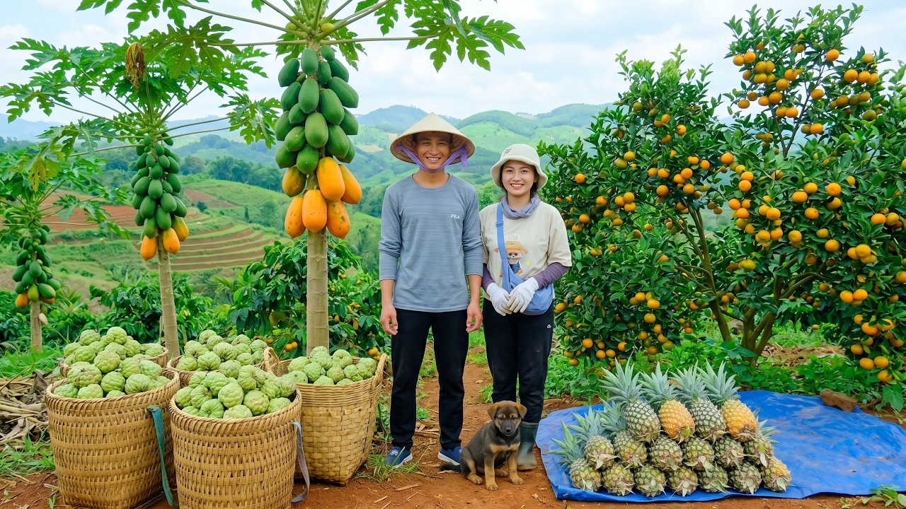 365 Days Harvesting and Selling Tropical Fruits | Sugar Apples, Pineapples, Sapodillas & Papayas