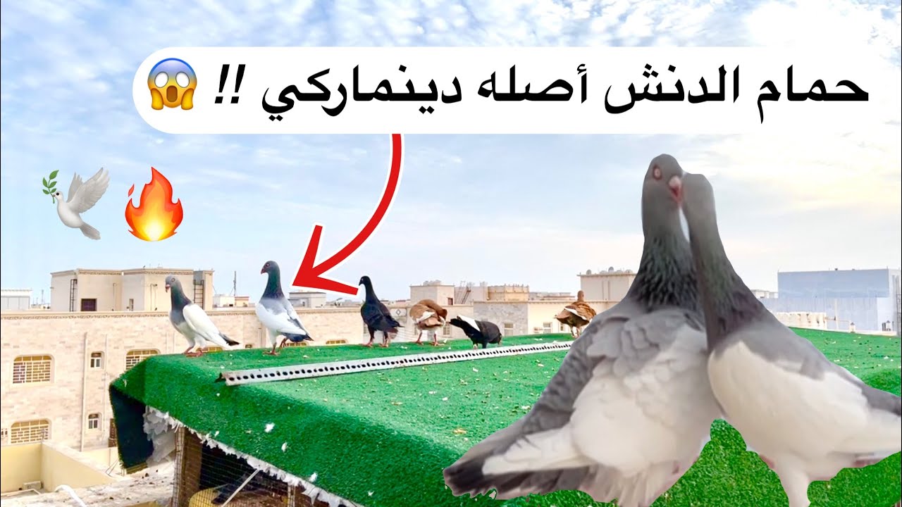 وطلّعنا الحمام اليهودي لأول مرة 😱🔥!! شاهد أنواع ومواصفات حمام الدنش🕊