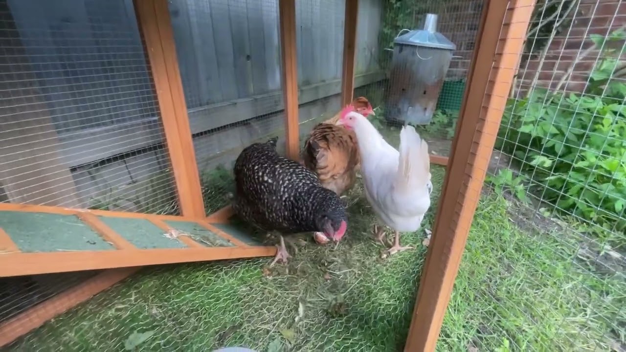 Garden Chicken Coop UK - Pets Imperial Chicken Coop - With 3 chickens