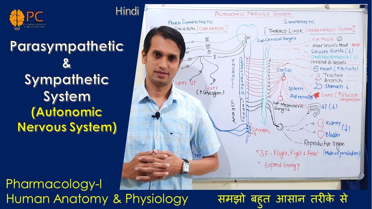 Autonomic Nervous System | Parasympathetic and Sympathetic Nervous System Anatomy and Physiology