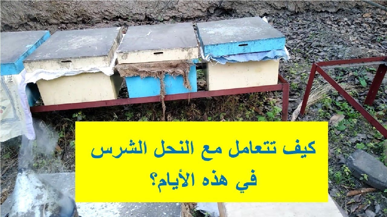 كيف تتعامل مع النحل الشرس في هذه الأيام؟