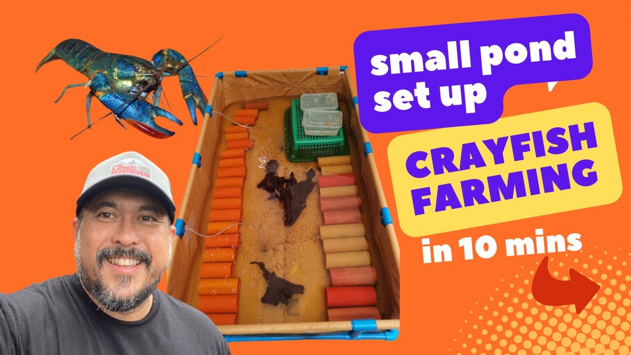 SMALL POND FOR CRAYFISH BEGINNERS BREEDER POND!