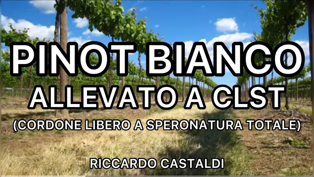 Vite. Pinot bianco allevato a CLST (chiusura grappolo)