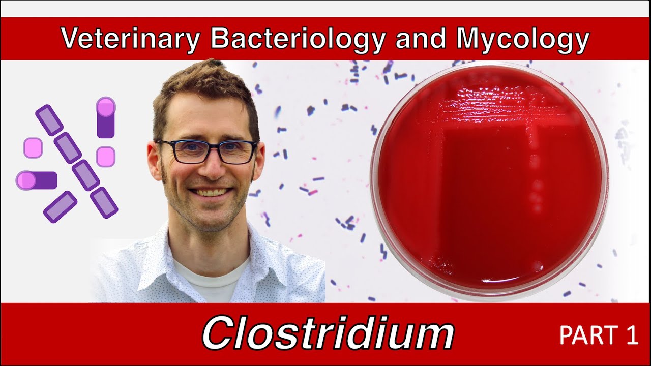 Clostridium and Clostridioides (Part 1) - Veterinary Bacteriology and Mycology