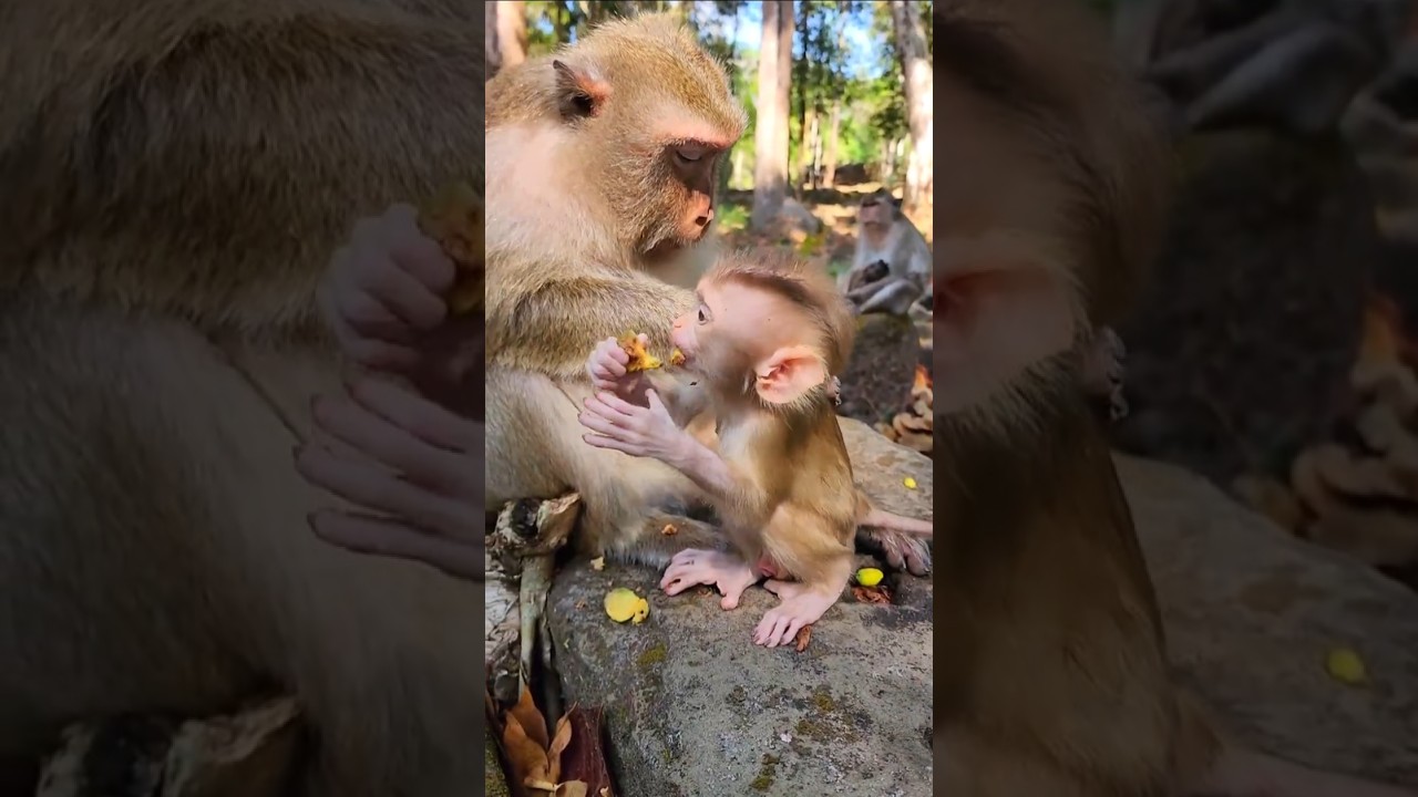 Awesome Sweetie Baby Boris Learning to Eat 💕