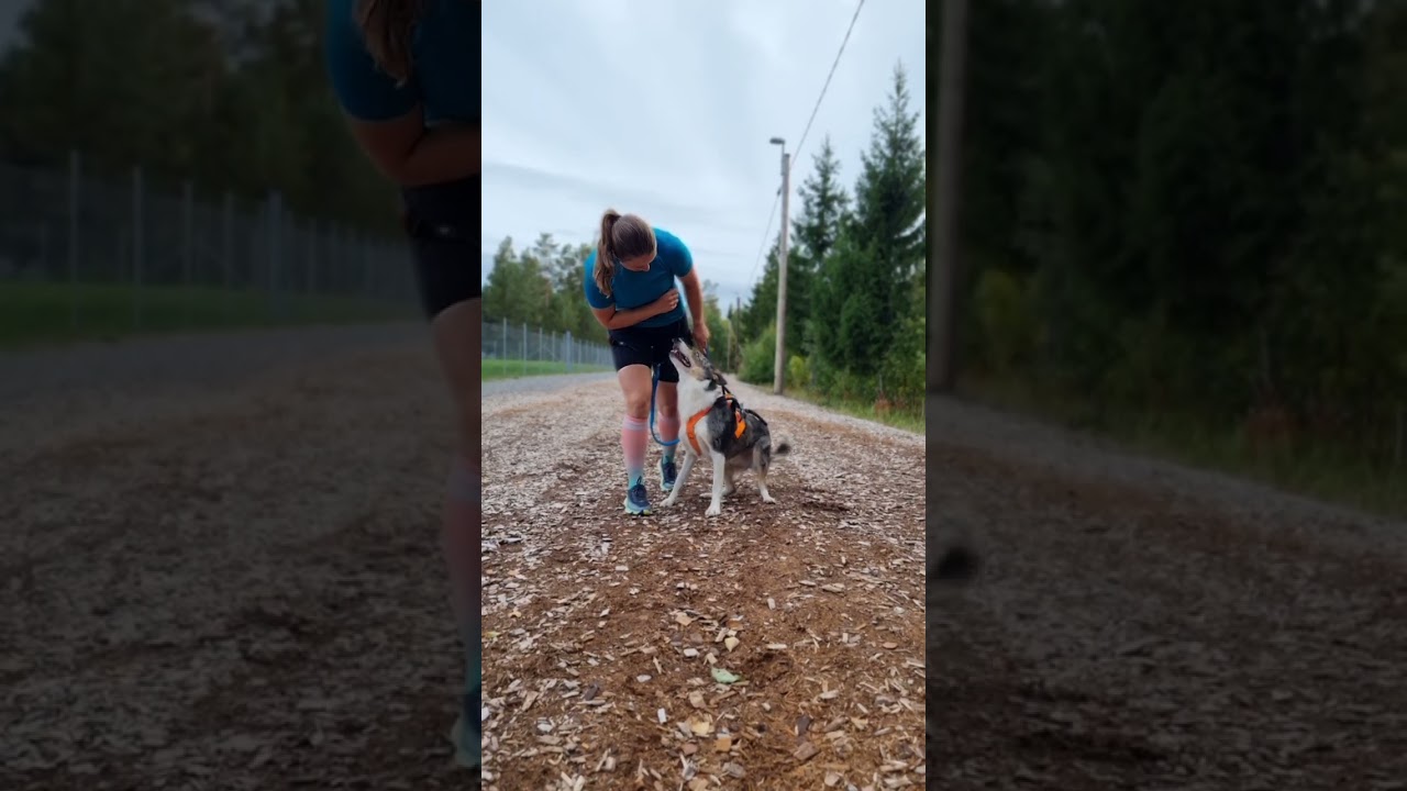 Quick CANICROSS training session
