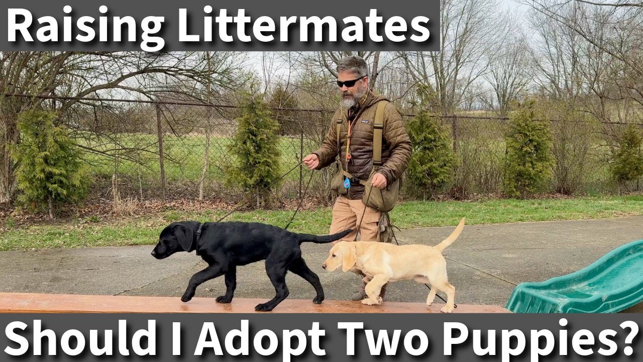 Should I Adopt Two Puppies? What About Littermate Syndrome?