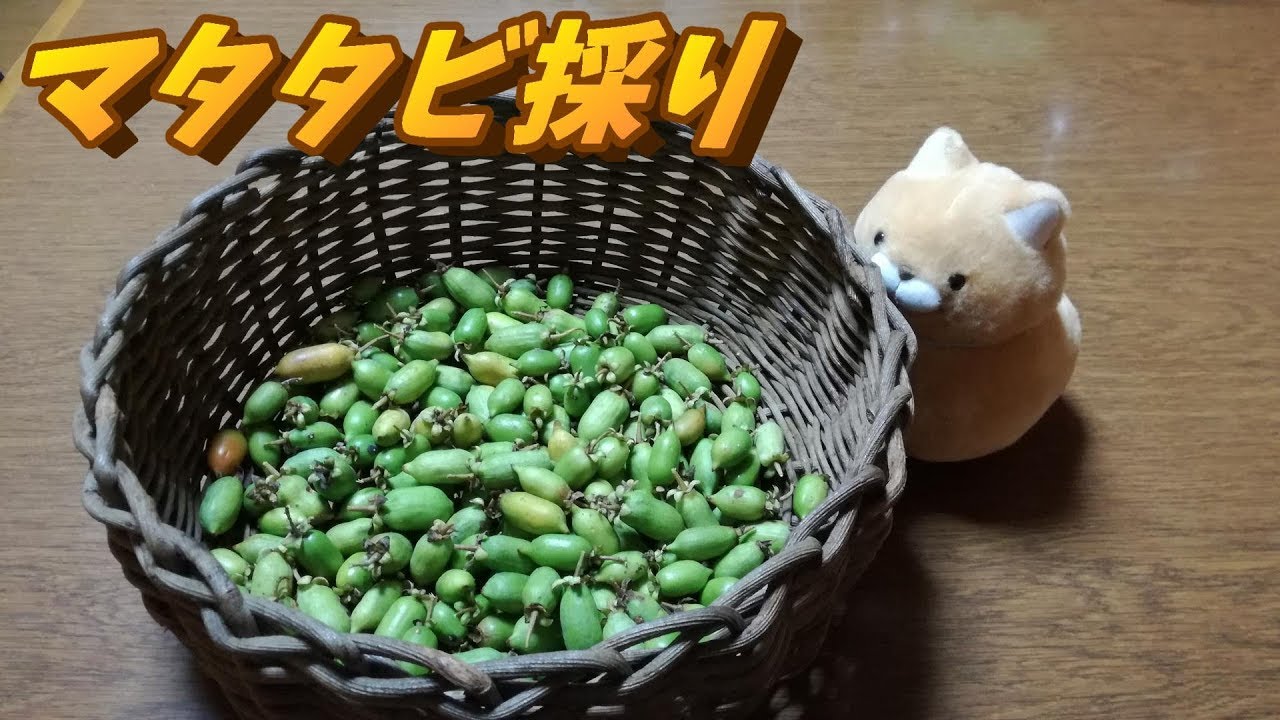 マタタビ採り【果実酒】