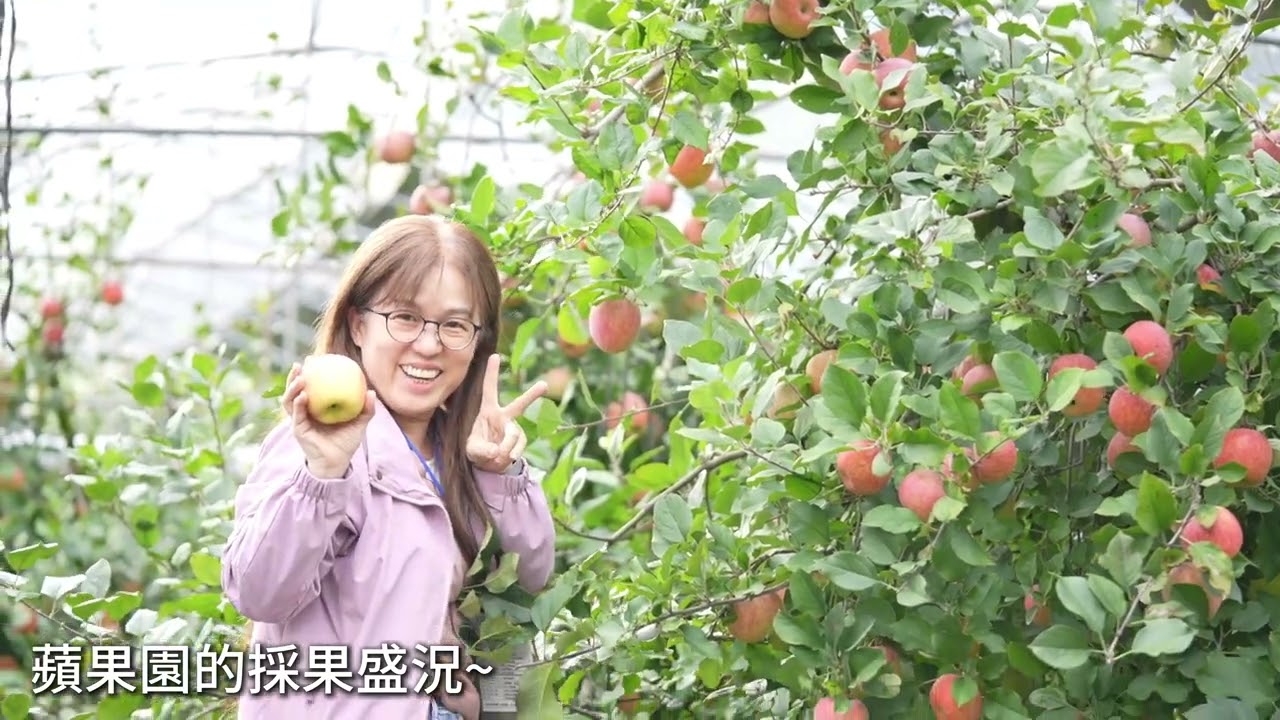 大家一起來梅峰採蘋果！【2025蘋分秋色】採果實況｜臺大山地實驗農場｜梅峰