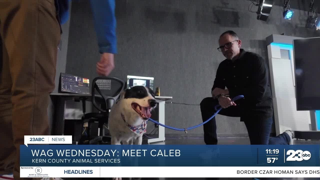 Wag Wednesday: Meet Caleb!