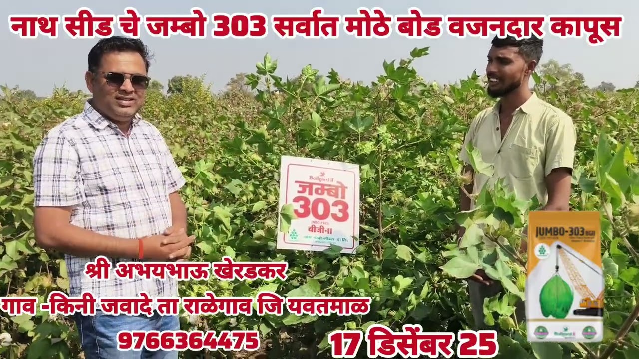 मोठे बोड वजनदार जम्बो 303 नाथ सीड्स 