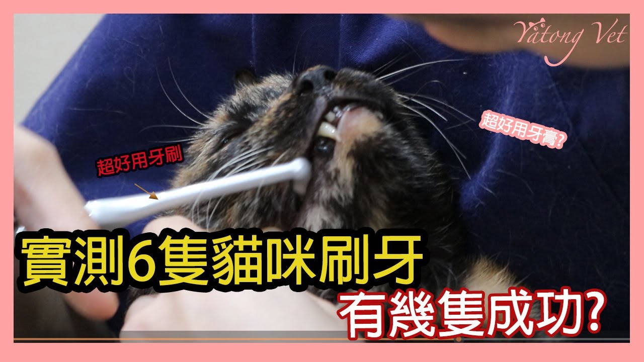 [實測]貓刷牙，六隻貓咪對於刷牙的容忍程度!!