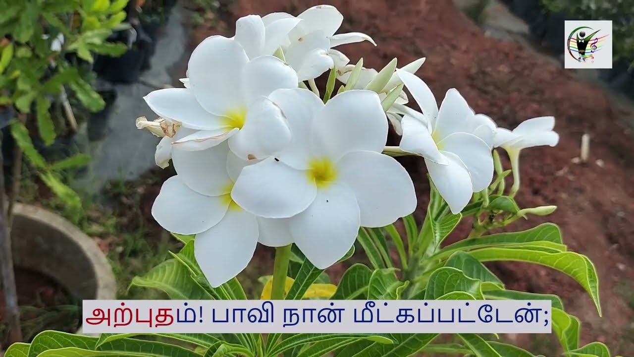 அற்புதம்! பாவி நான் மீட்கப்பட்டேன் | CSI KK Diocese | கீர்த்தனை பாடல்: 278
