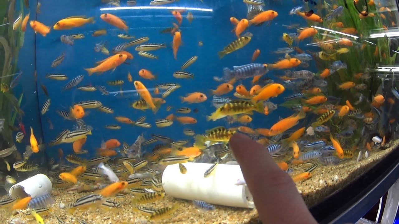 En busqueda de los nuevos peces cilcidos africanos (Mario Blogs )